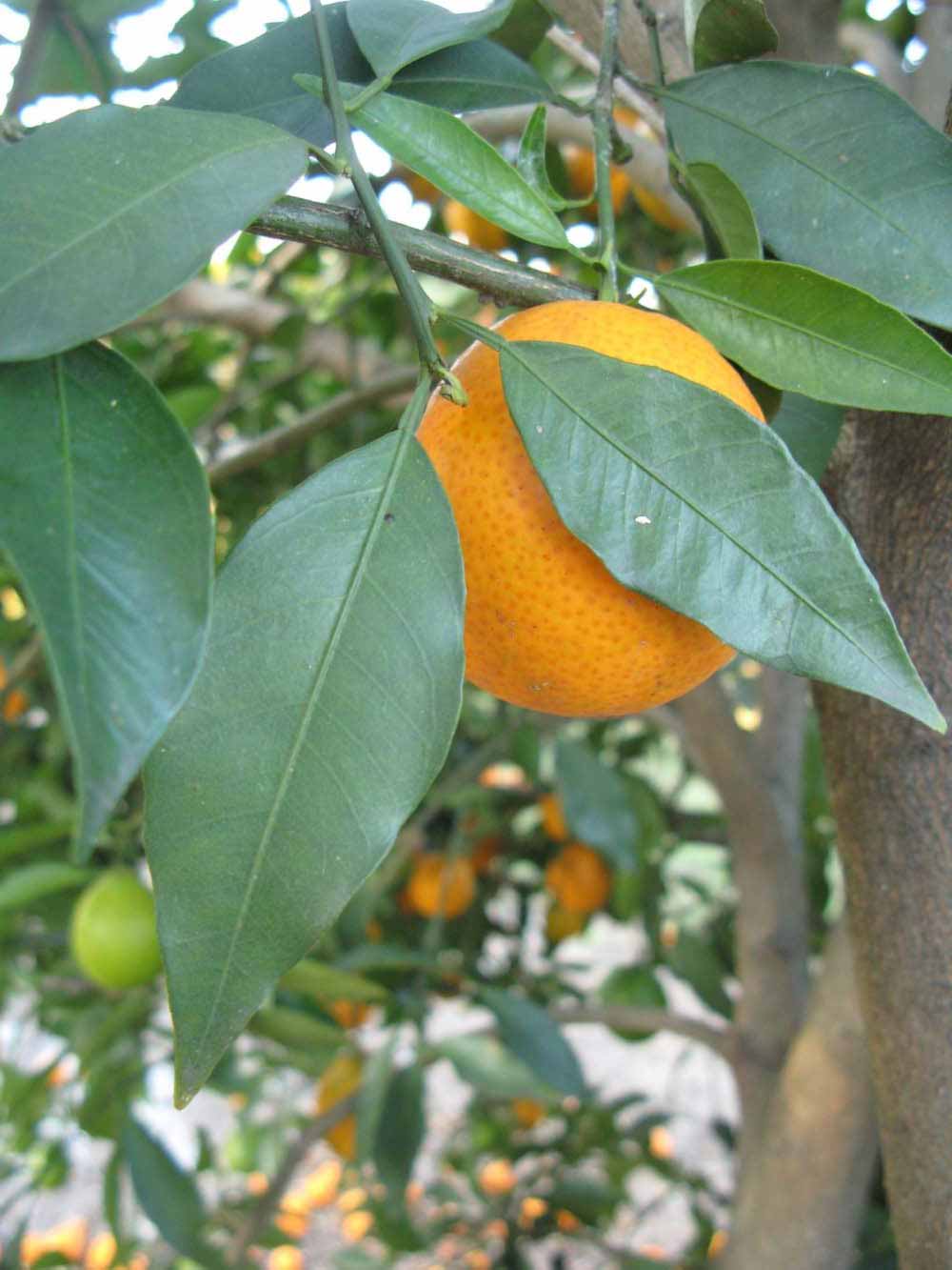            Shade leaves (Winter Haven, FL)   